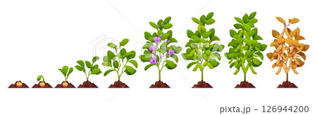 Soy plant growth stages, soybean crop of soya beans, vector agriculture, vegetable food. Growth stages of soy legumes from seed to ripen soybeans. Cartoon soya plants with green leaves, flowers, pods 126944200