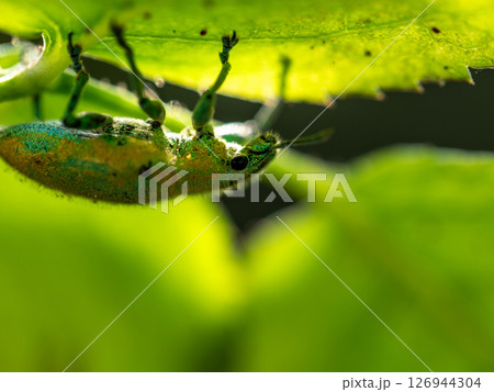 Close-up Green Weevil insect in the garden 126944304