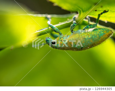 Close-up Green Weevil insect in the garden 126944305