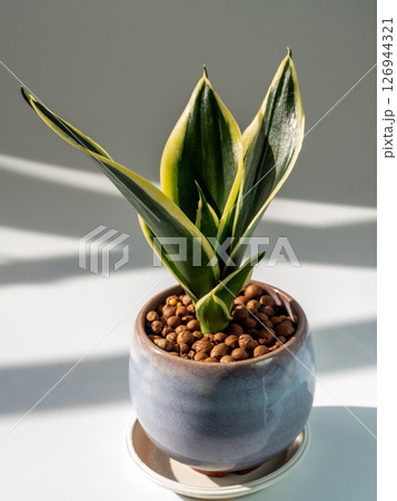 The Thick plump leaves of Sansevieria in the small ceramic pot The Thick plump leaves of Sansevieria in the small ceramic pot 126944321