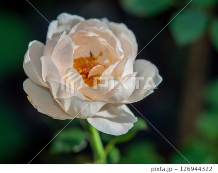Shape and colors of roses that bloom in the garden 126944322