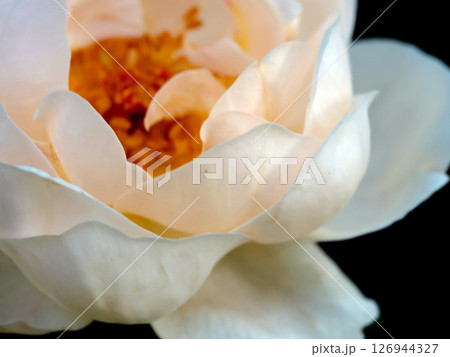 Shape and colors of roses that bloom in the garden 126944327