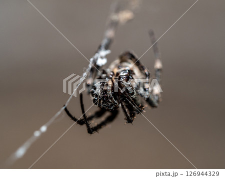 Close-up a Common Web Spider 126944329
