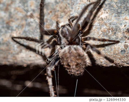 Close-up a Common Web Spider 126944330