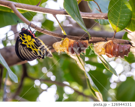 A golden birdwing butterfly has just emerged from her chrysalis A golden birdwing butterfly has just emerged from her chrysalis 126944331