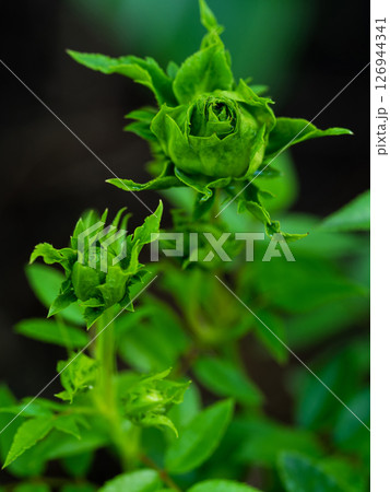 Shape and colors of Princess Midori roses that begin to bloom 126944341