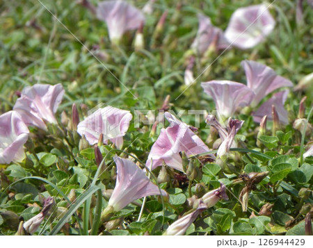 桃色の海岸からの夏知らせハマヒルガオ 126944429