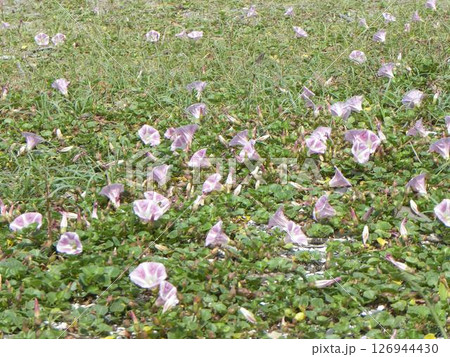 桃色の海岸からの夏知らせハマヒルガオ 126944430