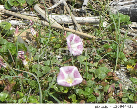 桃色の海岸からの夏知らせハマヒルガオ 桃色の海岸からの夏知らせハマヒルガオ 126944433