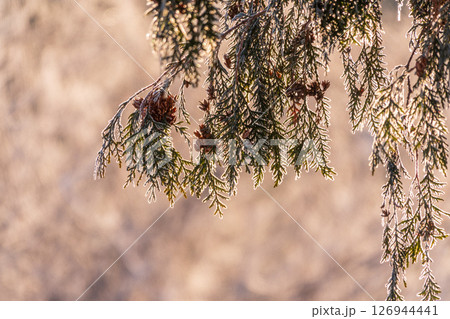 Autumn Thuja branches in the sunset light. 126944441