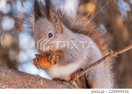 The squirrel with nut sits on tree in the winter or late autumn 126944458