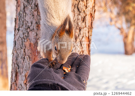 Squirrel eats nuts from a man's hand. Caring for animals in winter or autumn. 126944462