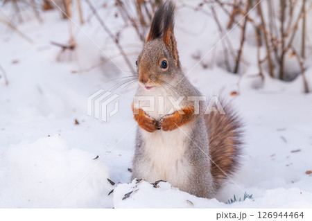 Portrait of a squirrel in winter on white snow background 126944464