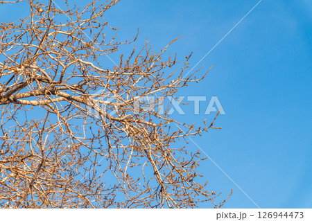 poplar branches, covered with buds against the blue sky poplar branches, covered with buds against the blue sky 126944473
