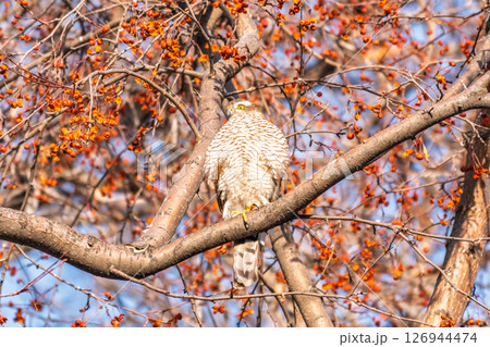 A Eurasian sparrowhawk perched on a branch of a tree outdoors. 126944474