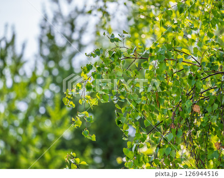 Branch of birch tree, Betula pendula, silver birch, warty birch, European white birch, with green leaves Branch of birch tree, Betula pendula, silver birch, warty birch, European white birch, with green leaves 126944516