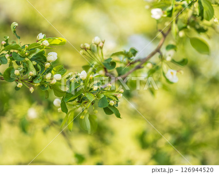 White blossoming apple trees in the sunset light. Spring season, spring colors. 126944520