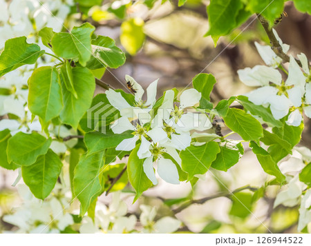 White blossoming apple trees. White apple tree flowers 126944522