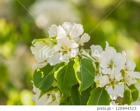 White blossoming apple trees. White apple tree flowers White blossoming apple trees. White apple tree flowers 126944523