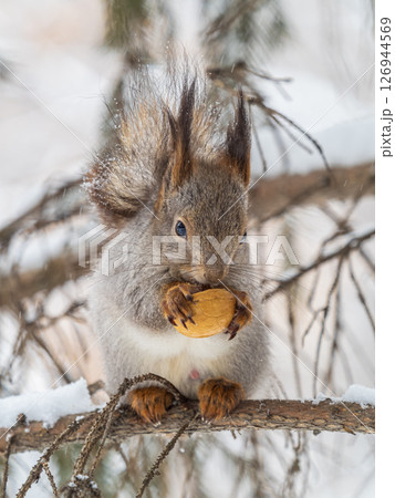 The squirrel with nut sits on tree in the winter or late autumn 126944569
