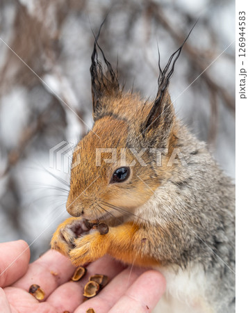 Squirrel eats nuts from a man's hand. Caring for animals in winter or autumn. 126944583