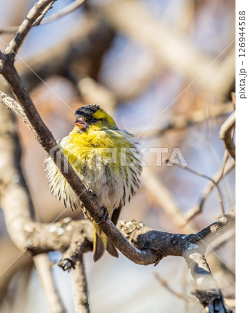 Eurasian siskin male, latin name spinus spinus, sitting on branch of tree. Cute little yellow songbird. Eurasian siskin male, latin name spinus spinus, sitting on branch of tree. Cute little yellow songbird. 126944588