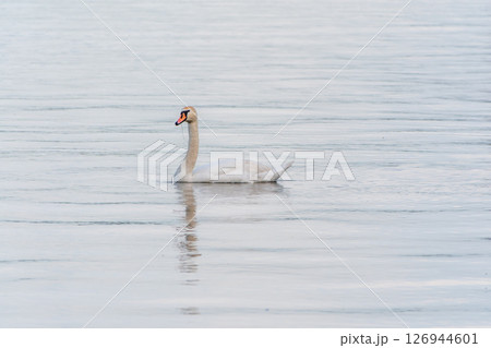 Graceful white Swan swimming in the lake, swans in the wild. Portrait of a white swan swimming on a lake. 126944601