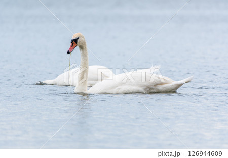 Two Graceful white Swans swimming in the lake, swans in the wild Two Graceful white Swans swimming in the lake, swans in the wild 126944609