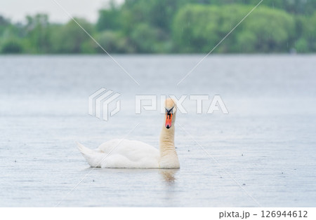 Graceful white Swan swimming in the lake, swans in the wild. Portrait of a white swan swimming on a lake. Graceful white Swan swimming in the lake, swans in the wild. Portrait of a white swan swimming on a lake. 126944612