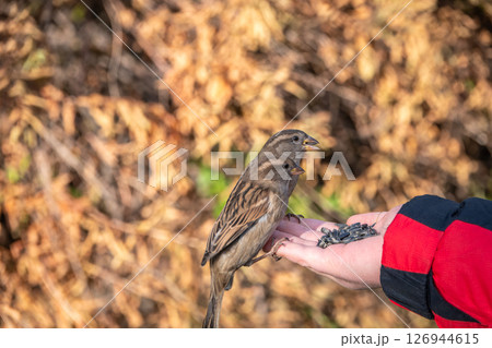 Sparrow eats seeds from a man's hand 126944615