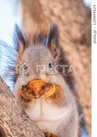 The squirrel with nut sits on tree in the winter or late autumn 126944624