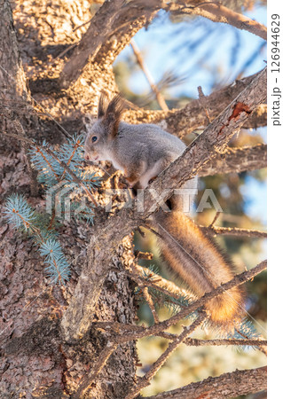 The squirrel sits on a branches without leaves in the winter or autumn 126944629