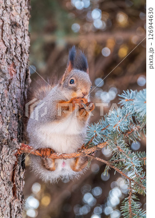 The squirrel with nut sits on tree in the winter or late autumn 126944630