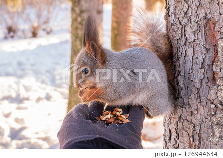 Squirrel eats nuts from a man's hand. Caring for animals in winter or autumn. 126944634