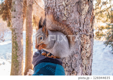 Squirrel eats nuts from a man's hand. Caring for animals in winter or autumn. Squirrel eats nuts from a man's hand. Caring for animals in winter or autumn. 126944635