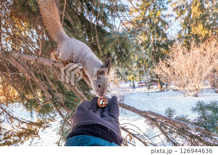 Squirrel eats nuts from a man's hand. Caring for animals in winter or autumn. 126944636