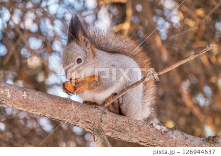 The squirrel with nut sits on tree in the winter or late autumn 126944637