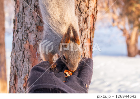 Squirrel eats nuts from a man's hand. Caring for animals in winter or autumn. Squirrel eats nuts from a man's hand. Caring for animals in winter or autumn. 126944642