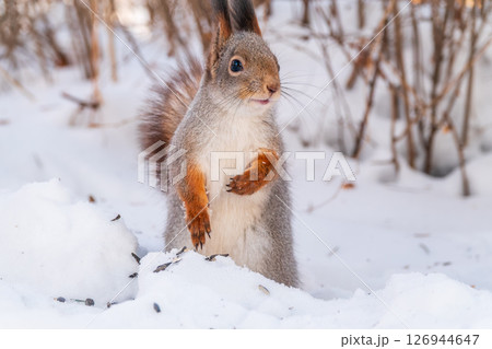 Portrait of a squirrel in winter on white snow background Portrait of a squirrel in winter on white snow background 126944647