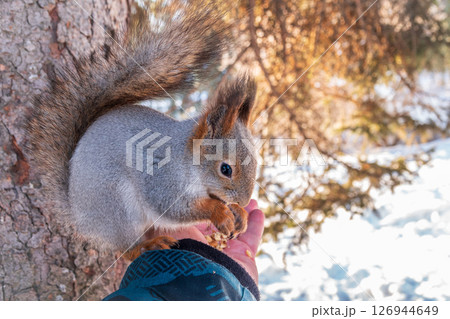 Squirrel eats nuts from a man's hand. Caring for animals in winter or autumn. Squirrel eats nuts from a man's hand. Caring for animals in winter or autumn. 126944649