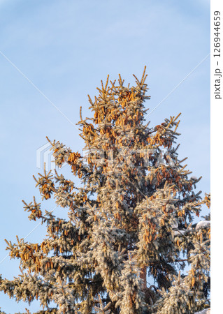 Green spruce branches with needles and cones against a blue sky in winter. Many cones on spruce. Fir tree. 126944659