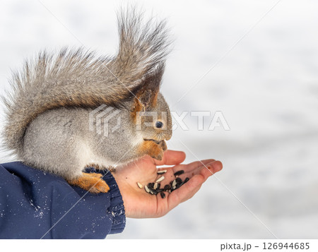Squirrel eats nuts from a man's hand. Caring for animals in winter or autumn. Squirrel eats nuts from a man's hand. Caring for animals in winter or autumn. 126944685