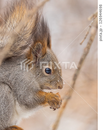 The squirrel with nut sits on tree in the winter or late autumn 126944698