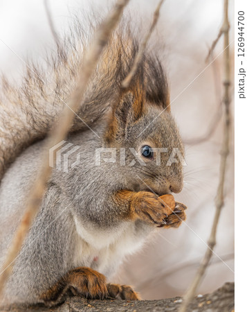 The squirrel with nut sits on tree in the winter or late autumn The squirrel with nut sits on tree in the winter or late autumn 126944700