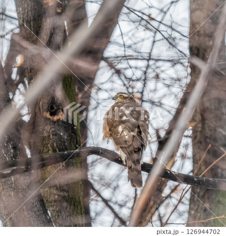 A Eurasian sparrowhawk perched on a branch of a tree outdoors. 126944702