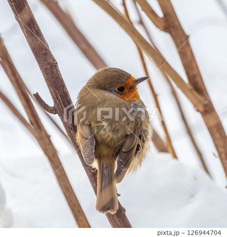 Cute bird the European Robin, Erithacus rubecula. sitting on the tree branch in winter. 126944704