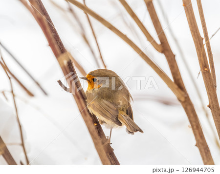 Cute bird the European Robin, Erithacus rubecula. sitting on the tree branch in winter. Cute bird the European Robin, Erithacus rubecula. sitting on the tree branch in winter. 126944705