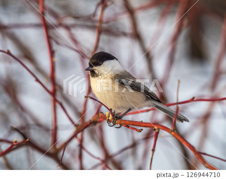 Cute bird the willow tit, song bird sitting on a branch without leaves in the winter. Cute bird the willow tit, song bird sitting on a branch without leaves in the winter. 126944710
