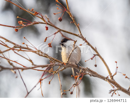 Cute bird the willow tit, song bird sitting on a branch without leaves in the winter. 126944711