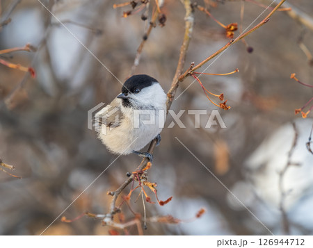 Cute bird the willow tit, song bird sitting on a branch without leaves in the winter. 126944712